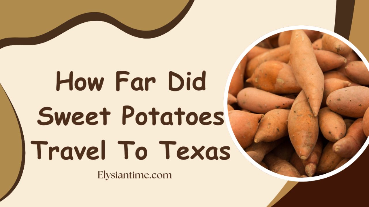 What is how far did sweet potatoes travel to texas